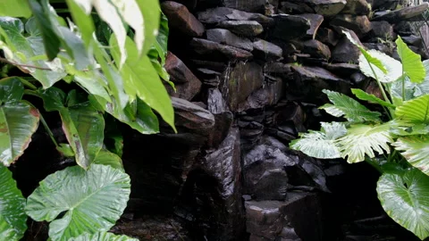 Small waterfall flows down a rocky wall in the Palmetum garden in Santa Cruz de Video stock 279852921