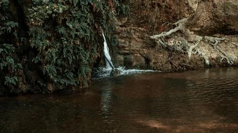 A small waterfall flows in the forest, nestled between trees and plants, near a Stock Photos