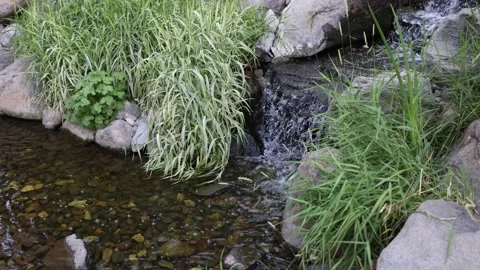 Small Waterfall Flows into Pond with Green Plants - Shallow Depth of Field Stock Footage 156034440
