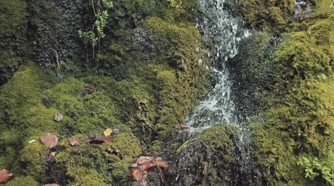 Small waterfall in forest 動画素材 55371073