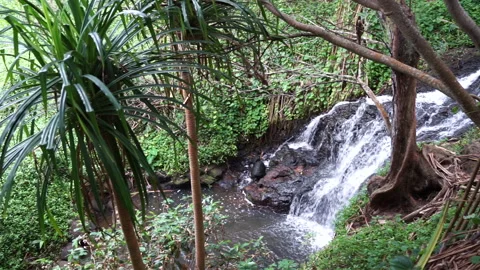 Small Waterfall in a Forest in Hawaii Stock Footage 185107994