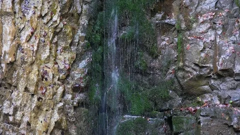 Small waterfall in the forest. Vertical panning. Stock Footage 77007725