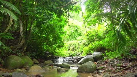 Small waterfall with green plant under sunlight Morning in Rainforest Stock Footage 157004262