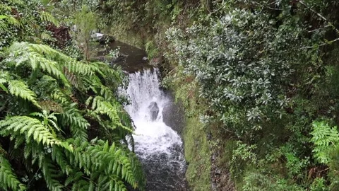 Small waterfall high up in wet, lush green Madeira rainforest Stock Footage 239447349