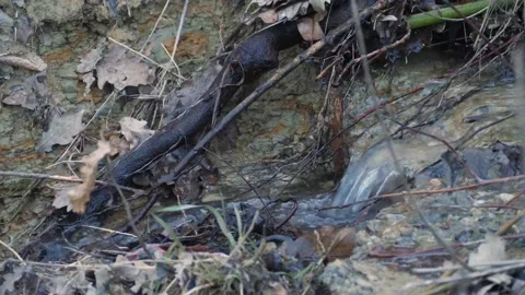 Small waterfall in local forest Stock Footage 235633878