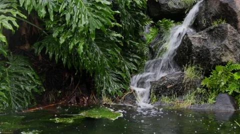 Small waterfall with lush vegetation Stock Footage 44613321