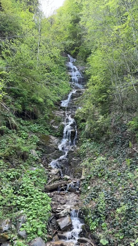 Small waterfall merging with a forest stream Stock Footage 277130925