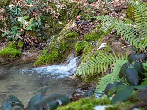 A small waterfall in the middle of the forest. Long exposure. Stock Photos
