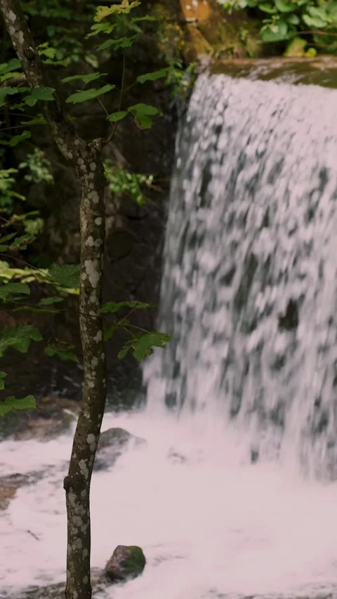 A small waterfall in the middle of a green forest. summer day . Stock Footage 322979279