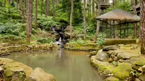 SMALL WATERFALL IN THE MIDDLE OF THE PINE FOREST Stock Footage 231011499