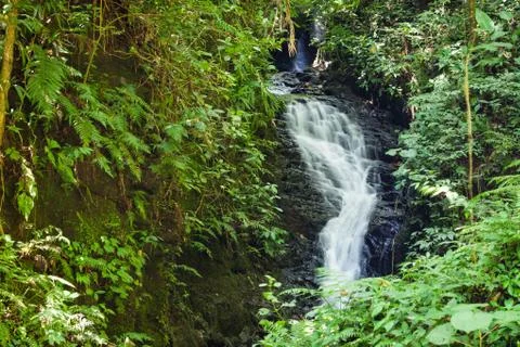 Small waterfall in monteverde cloud forest reserve Stock Photos