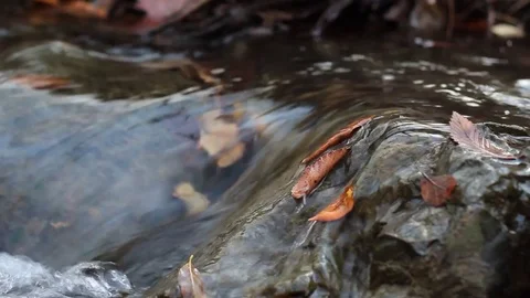 Small waterfall over leaves and rocks Stock Footage 82209750