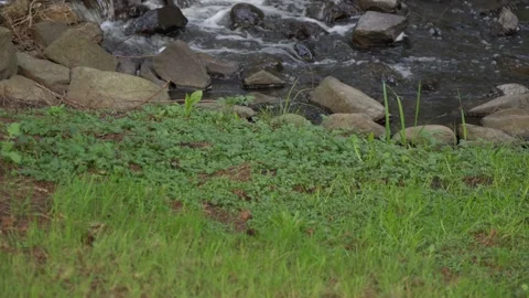 Small waterfall over rocks in forest stream Stock Footage 328327617