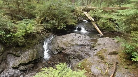 Small Waterfall in a Pacific Northwest Forest Stock Footage 153019002