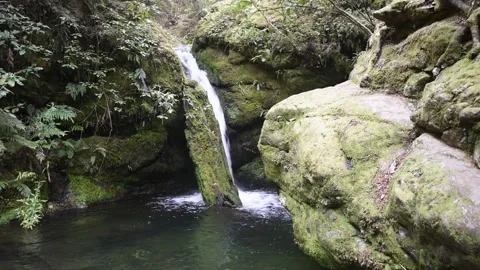 Small waterfall partly obscured by an old, moss-covered log, New Zealand. Stock Footage 146990001
