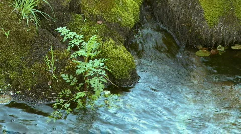 Small Waterfall pure fresh water Stock Footage 305853