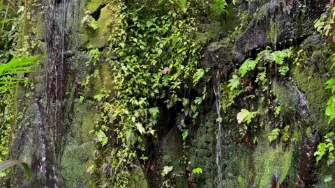Small waterfall in the rainforest Stock Footage 196851424