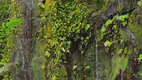 Small waterfall in the rainforest Stock Footage 196958710