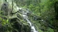 Small waterfall in Rainforest with sound 20110430 162845 HD Footage