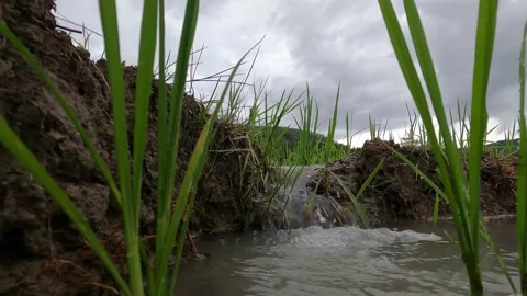 Small Waterfall in Rice Field Irrigation – Muddy Water Flow in Yogyakarta Stock-Footage 320891937