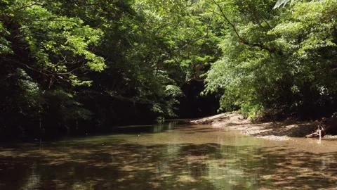 Small waterfall river in a rainforest Stock Footage 259442317