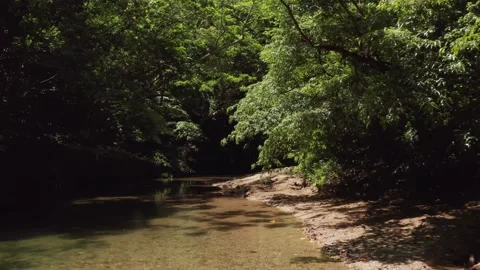 Small waterfall river in a rainforest Stock Footage 259442353