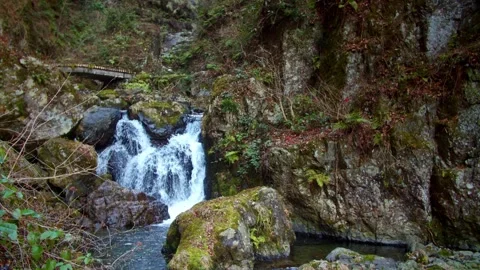Small waterfall river in a rainforest Stock Footage 261351167