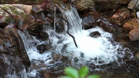 Small waterfall river in a rainforest Stock Footage 261351222