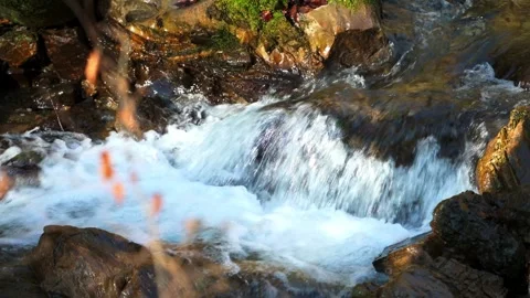 Small waterfall river in a rainforest Stock Footage 261351327