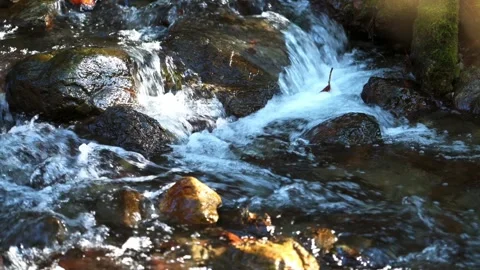 Small waterfall river in a rainforest Stock Footage 261351331
