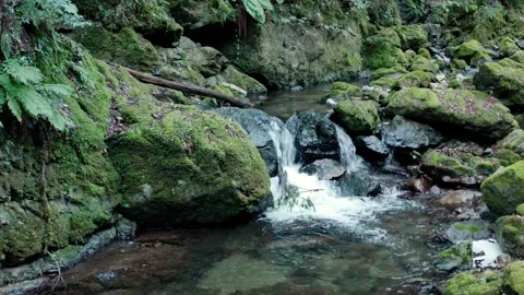 Small waterfall river in a rainforest Stock Footage 261351467