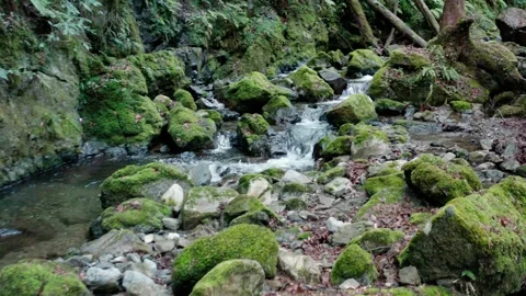 Small waterfall river in a rainforest Stock Footage 261351472