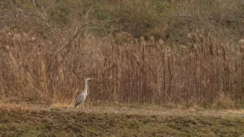 Small waterfall river in a rainforest Stock Footage 261351476