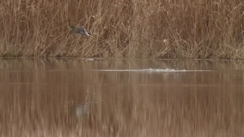 Small waterfall river in a rainforest Stock Footage 261351518
