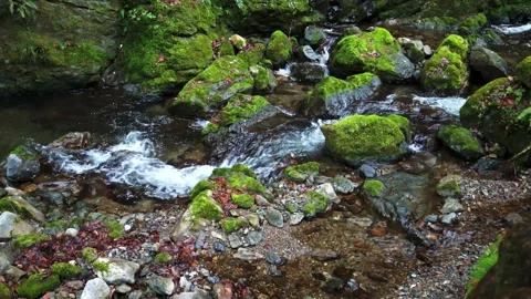 Small waterfall river in a rainforest Stock Footage 261351575