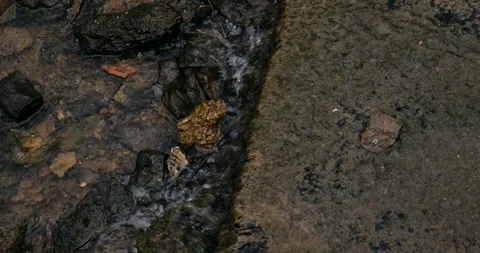 A small waterfall on rocks Video stock 243554898