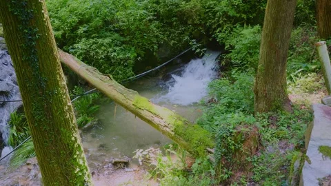 Small waterfall rushing behind a mossy fallen tree in a Japanese forest Stock Footage 339041518