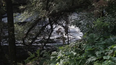 A small waterfall on the Sestra river in Klin through the branches of the trees Stock Footage 94566735