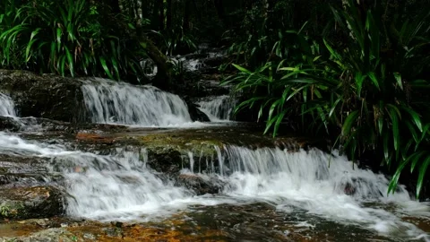 Small Waterfall in Springbrook National Park, Qld, Australia Stock Footage 157619867