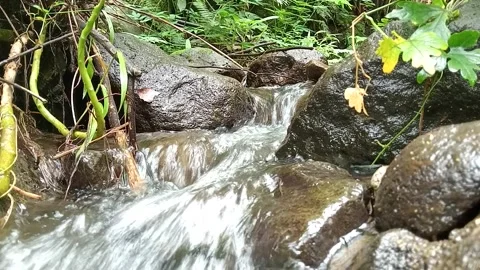 Small Waterfall Stream Flow in Forest Natural Scene Stock Footage 330566994