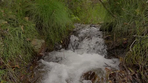 Small waterfall stream flowing through thick green grass in forest Vidéo 340148944