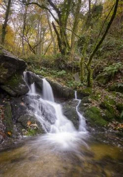 Small waterfall in a stream that flows through a deciduous forest Stock Photos