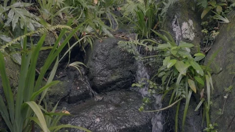Small waterfall stream running through Hawaiian forest rocks Honolulu Hawaii Stock Footage 313156582