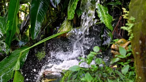 Small waterfall surround by lush green plant Video stock 330760585