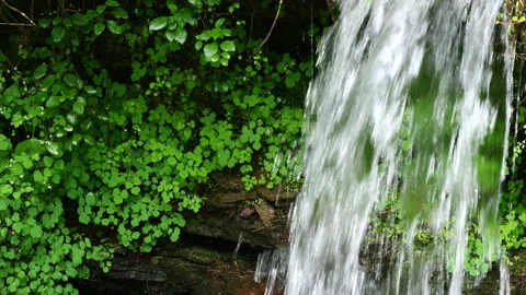 Small waterfall surrounded by deep green spring vegetation Stock-Footage 275834141