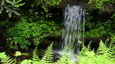 Small waterfall surrounded by deep green spring vegetation Stock Footage 311082485