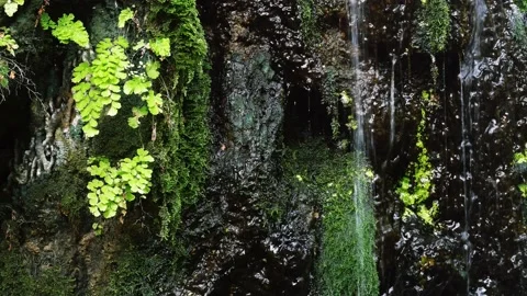 Small waterfall surrounded by green moss fern plants Stock Footage 150730168