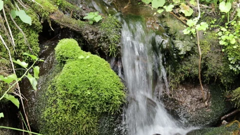 A small waterfall in a tiny forest stream, 4K Stock Footage 231544261
