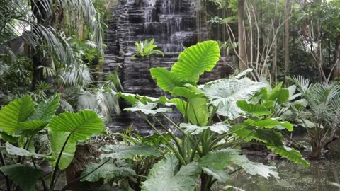 Small waterfall in the tropical jungle Видео 149502686