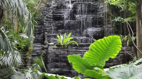 Small waterfall in the tropical jungle Stock Footage 149502749